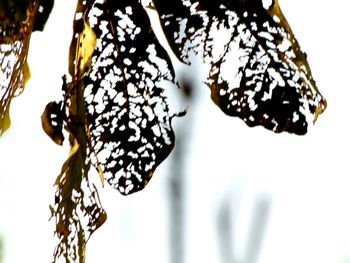 Close-up of butterfly on leaf