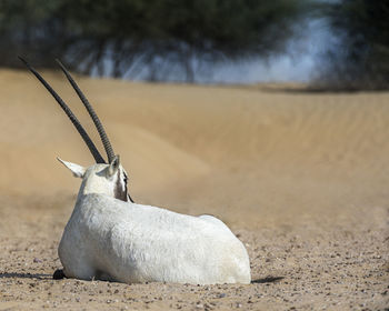 View of a bird on sand