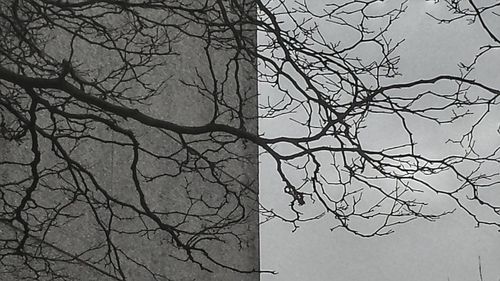 Low angle view of bare trees against sky