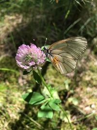 Close-up of butterfly pollinating on pink flower
