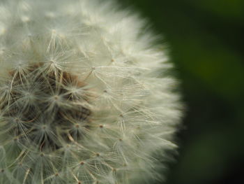 Close-up of dandelion