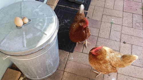 Close-up high angle view of hens on ground