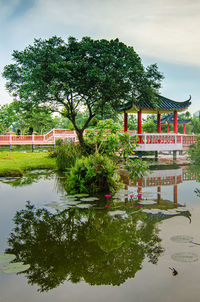Reflection of trees in water