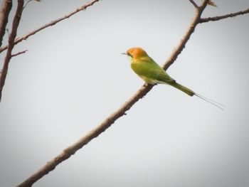 Low angle view of bird perching on branch