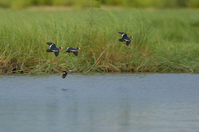 View of birds flying over lake