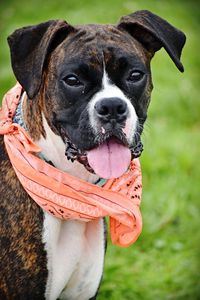 Close-up portrait of dog on field