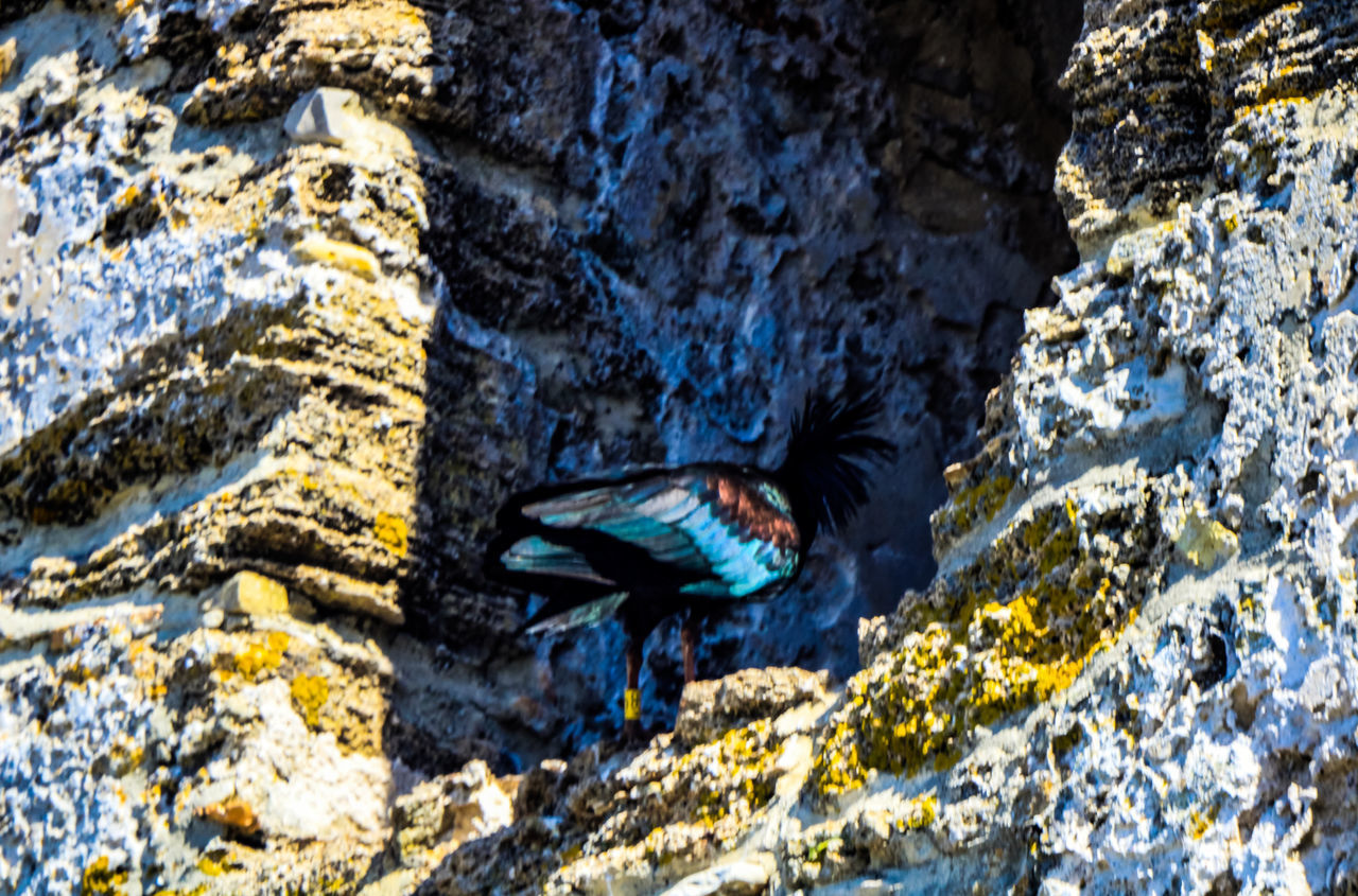 VIEW OF A BIRD ON ROCK