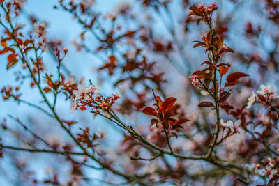 Close-up of flowering plant against tree during autumn