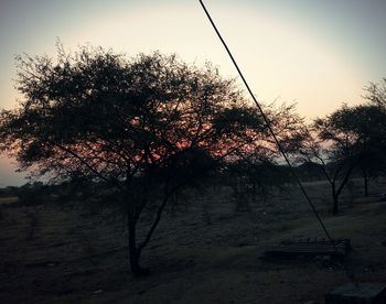 Trees at sunset