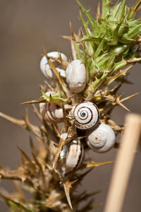 Close-up of plants