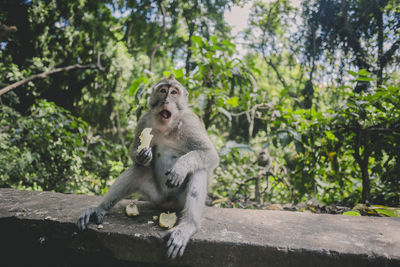 Monkey eating fruit