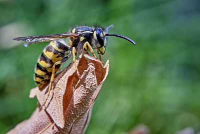 Close-up of insect