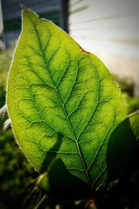 Close-up of green leaves