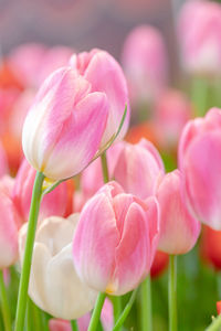 Close-up of pink tulips