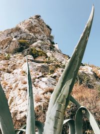 Low angle view of succulent plant against clear sky