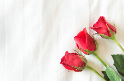 Close-up of red roses