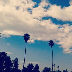 Low angle view of palm trees against blue sky