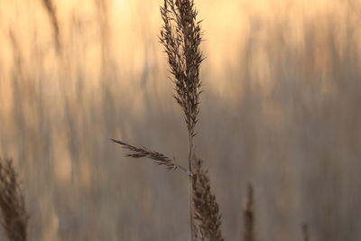 Close-up of wheat growing on field