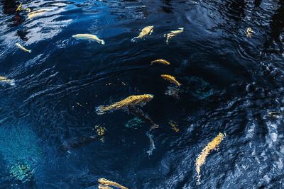 High angle view of fish swimming in sea