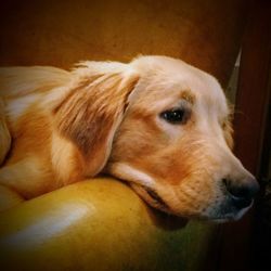 Close-up of dog lying down