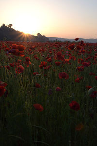 Scenic view of poppy field against sky during sunset