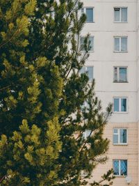 Low angle view of tree against sky