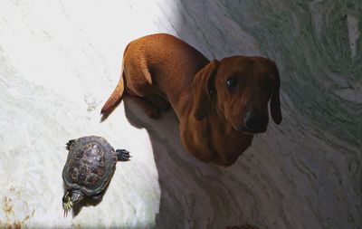 High angle view of dog