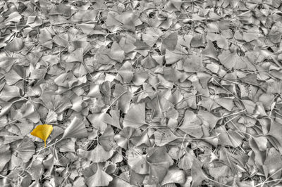 High angle view of leaves