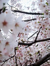 Low angle view of cherry blossom tree