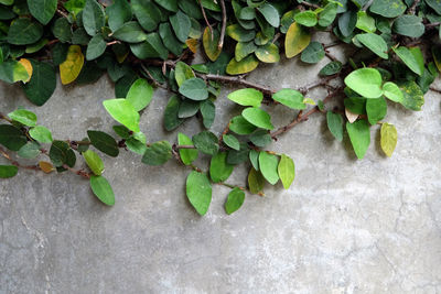 Close-up of ivy growing on wall