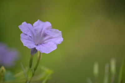 Close-up of purple flowering plant