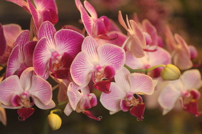 Close-up of pink phalaenopsis 