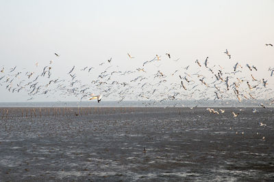 Flock of birds flying in the sky