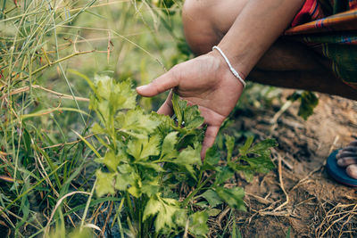 Midsection of person holding plant on field