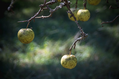 Old apples hanging from branches