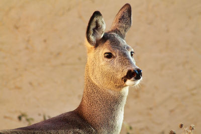 Adorable fawn portrait in the nature in a sunny day of summer