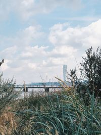 Plants growing on beach against sky