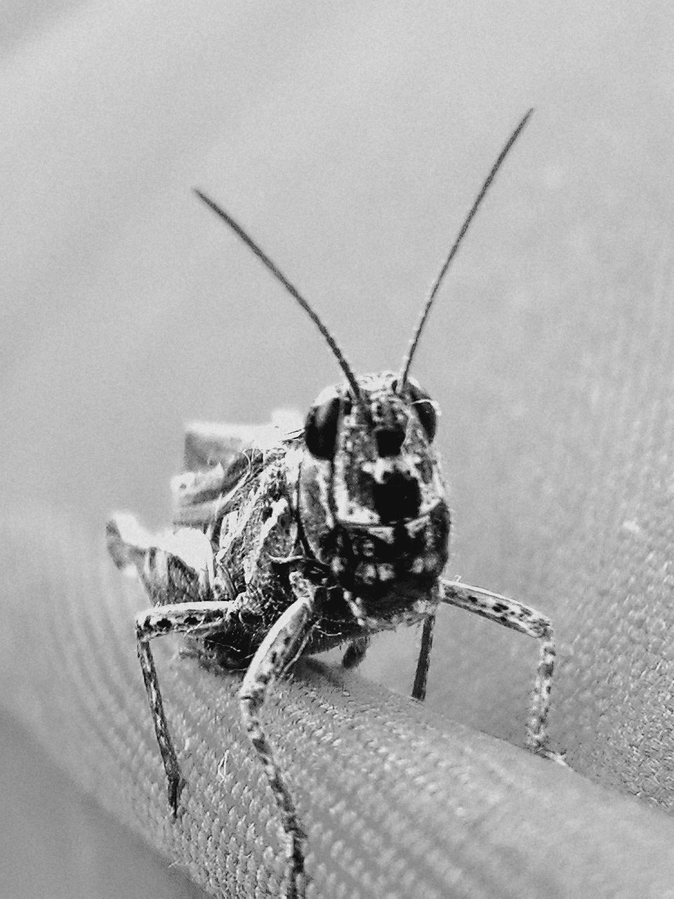 CLOSE-UP OF SPIDER ON A WALL