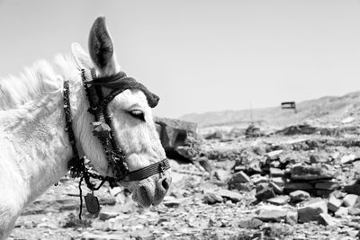 Donkey on field