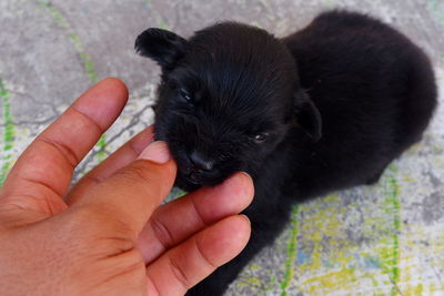 Midsection of person holding black dog