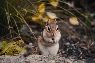 Portrait of squirrel