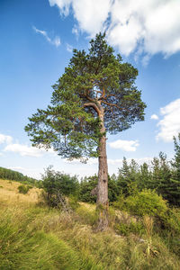 Low angle view of trees on field against sky