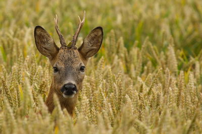 Portrait of roe deer amidst plants