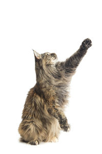 Cat looking away against white background