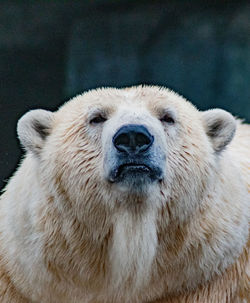 Close-up portrait of bear