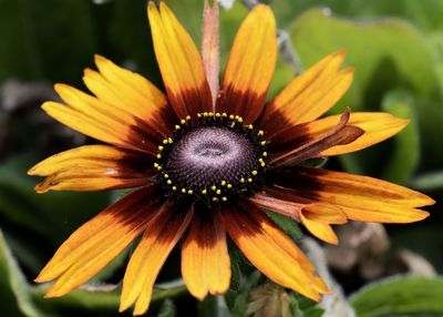 Close-up of yellow flower blooming outdoors