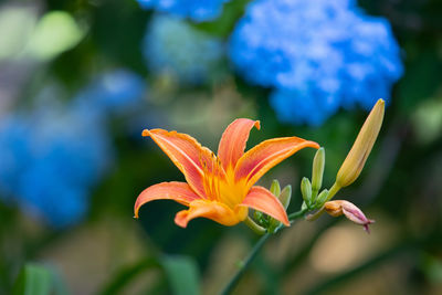 flowering plant