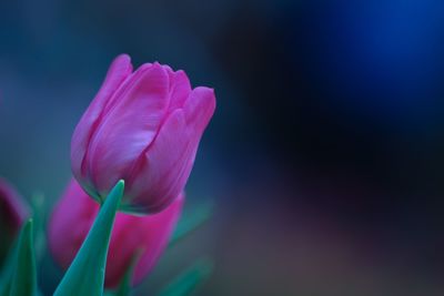 Close-up of pink tulip flower