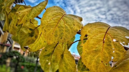 Close-up of maple leaf against sky