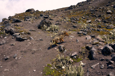 View of lizard on rock